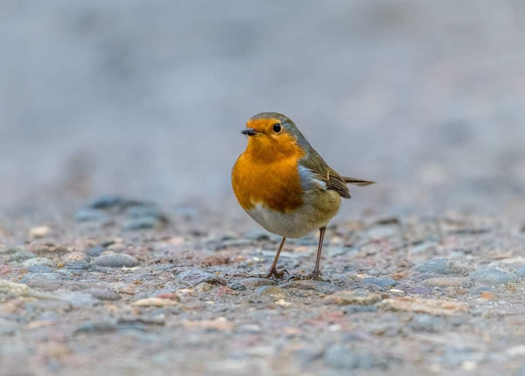 European robin perching on a tree trunk